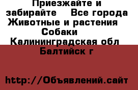 Приезжайте и забирайте. - Все города Животные и растения » Собаки   . Калининградская обл.,Балтийск г.